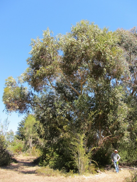 Eucalyptus gribouillé