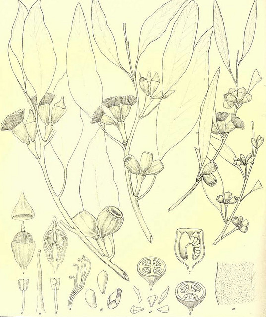 Eucalyptus incrassata