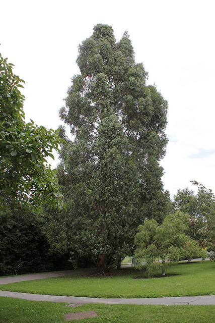 Eucalyptus johnstonii (Eucalyptus johnstonii)