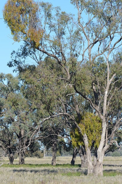 Eucalyptus largiflorens (Eucalyptus largiflorens)