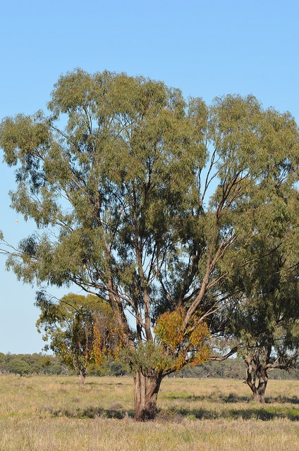 Eucalyptus largiflorens