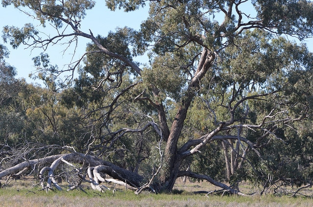 Eucalyptus largiflorens