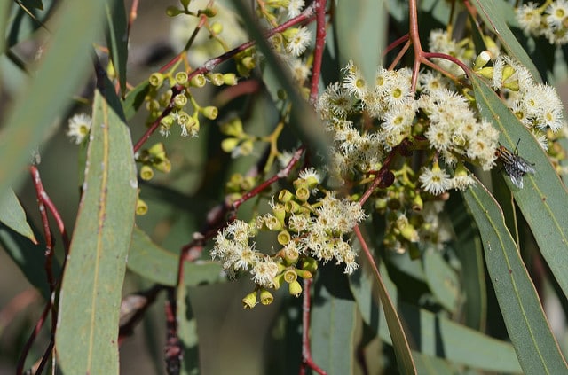 Eucalyptus largiflorens