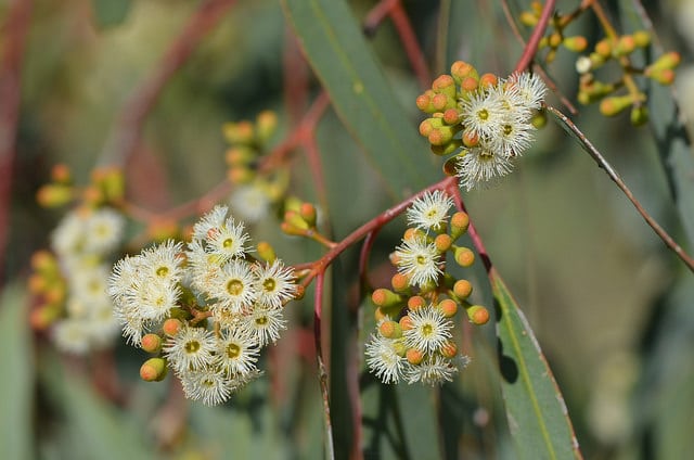 Eucalyptus largiflorens