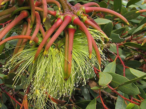 Eucalyptus lehmannii