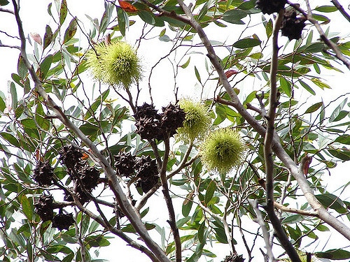 Eucalyptus lehmannii