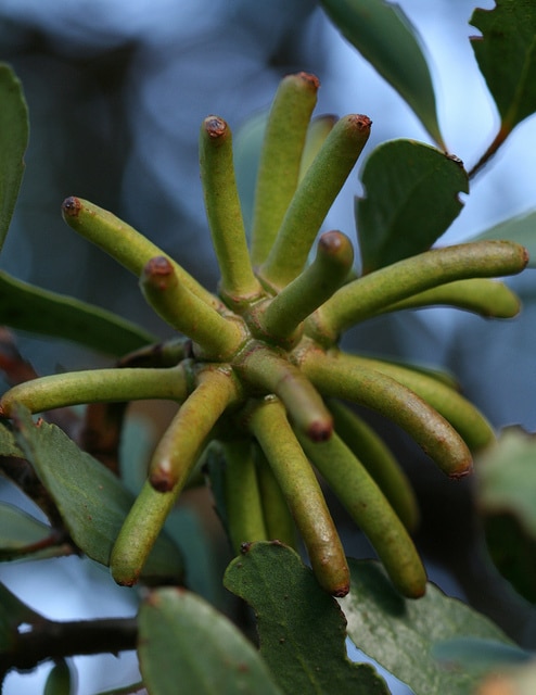 Eucalyptus lehmannii