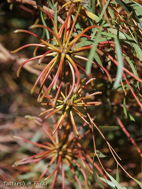 Eucalyptus lehmannii