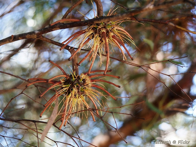 Eucalyptus lehmannii