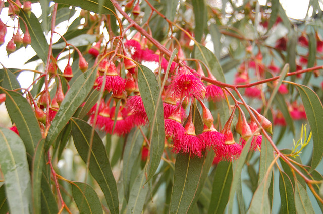 Eucalyptus leucoxylon (Eucalyptus leucoxylon)