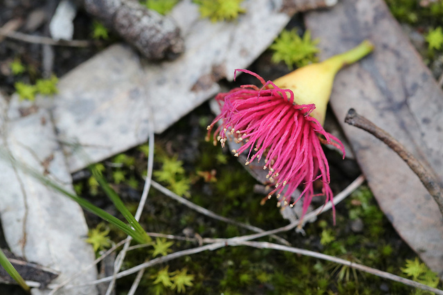 Eucalyptus leucoxylon