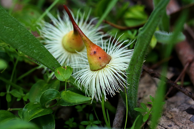 Eucalyptus leucoxylon
