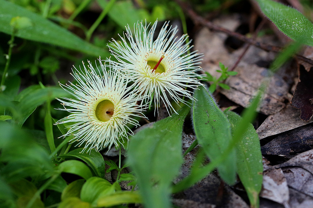 Eucalyptus leucoxylon