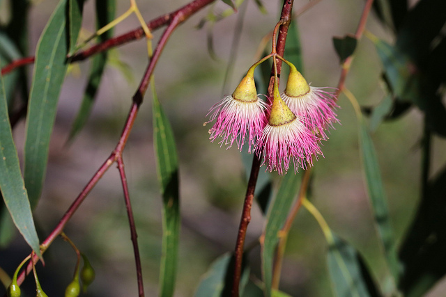 Eucalyptus leucoxylon
