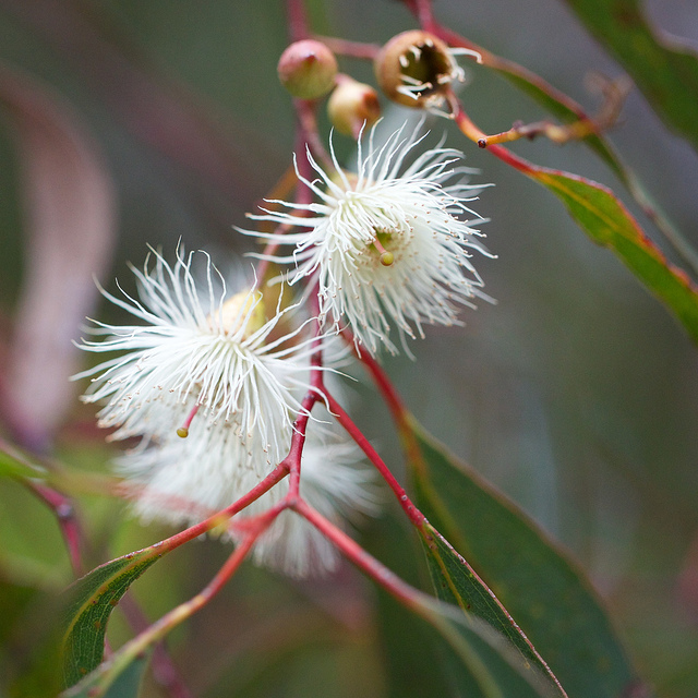 Eucalyptus leucoxylon