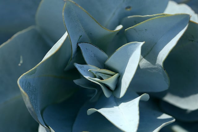 Eucalyptus macrocarpa