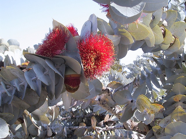 Eucalyptus macrocarpa