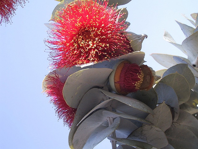 Eucalyptus macrocarpa