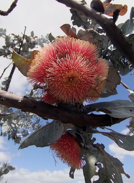 Eucalyptus macrocarpa