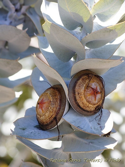 Eucalyptus macrocarpa