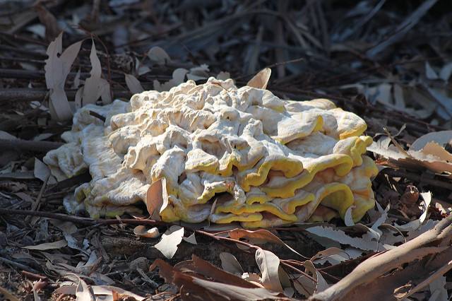 Eucalyptus macrorhyncha