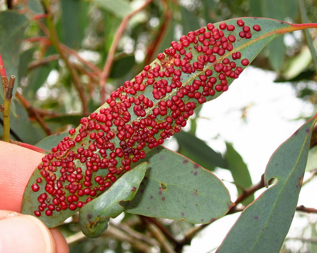 Eucalyptus macrorhyncha