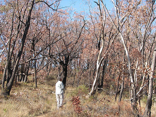 Eucalyptus macrorhyncha