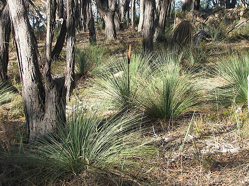 Eucalyptus macrorhyncha