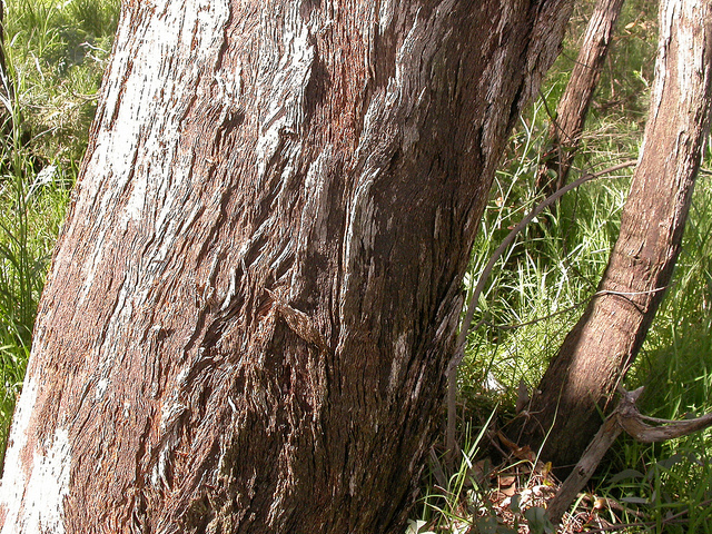 Eucalyptus macrorhyncha
