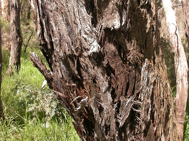 Eucalyptus macrorhyncha (Eucalyptus macrorhyncha)