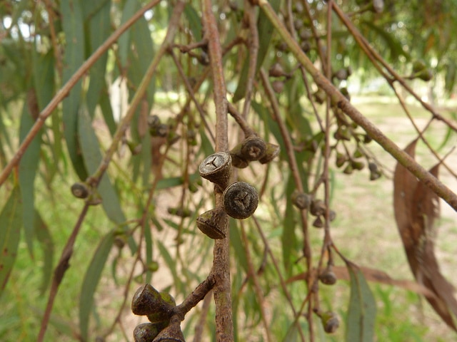 Eucalyptus mannifera