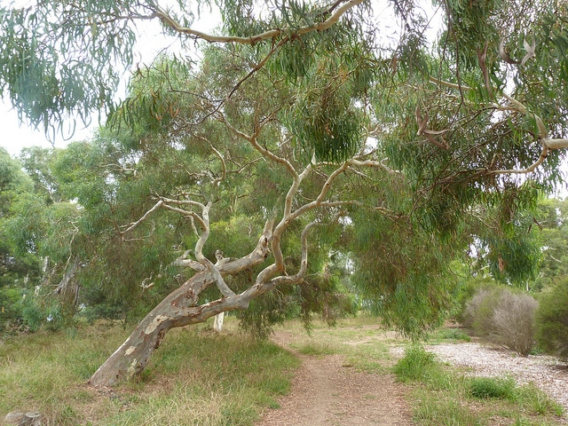 Eucalyptus mannifera