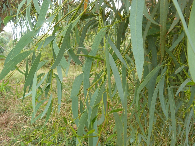 Eucalyptus mannifera