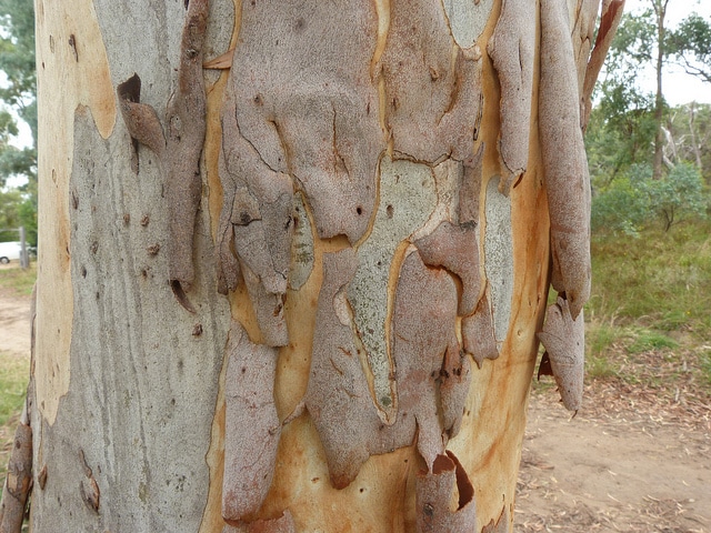 Eucalyptus mannifera (Eucalyptus mannifera)