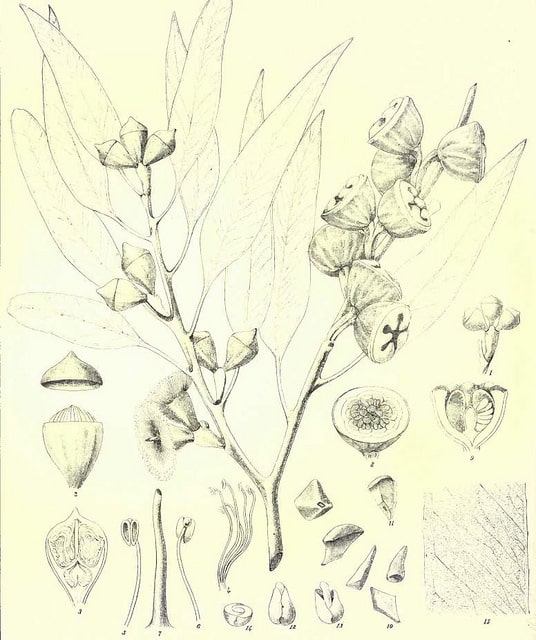Eucalyptus megacarpa (Eucalyptus megacarpa)