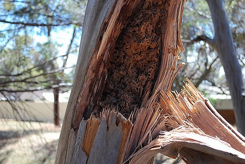 Eucalyptus megacornuta