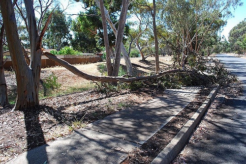 Eucalyptus megacornuta