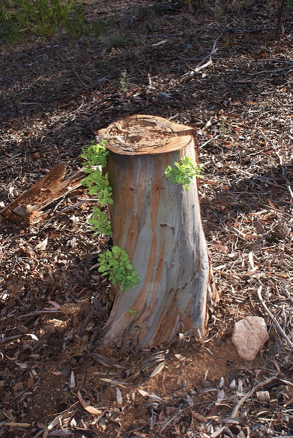 Eucalyptus megacornuta