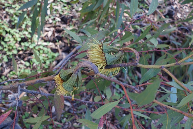 Eucalyptus megacornuta