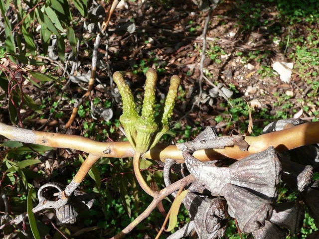Eucalyptus megacornuta