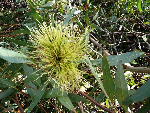 Eucalyptus megacornuta (Eucalyptus megacornuta)