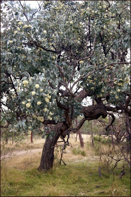 Eucalyptus melanophloia