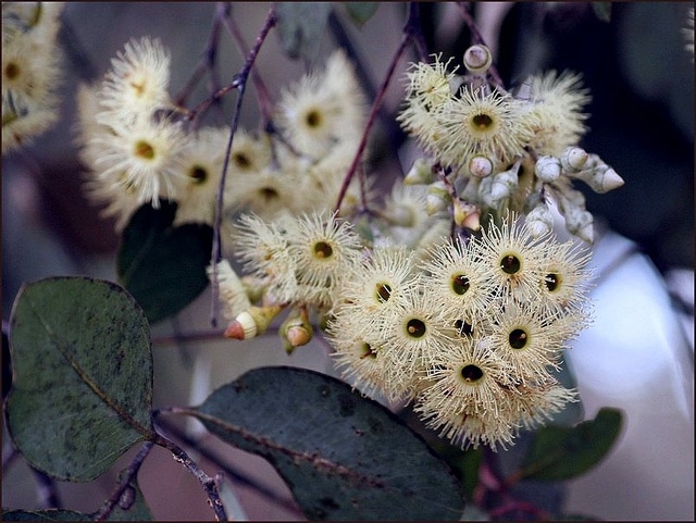 Eucalyptus melanophloia (Eucalyptus melanophloia)