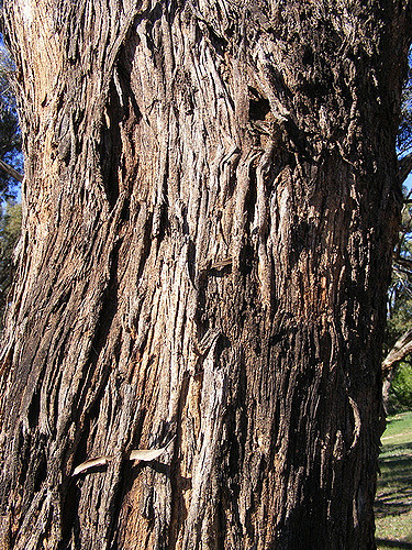 Eucalyptus à miel