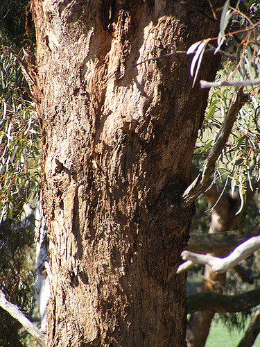 Eucalyptus à miel