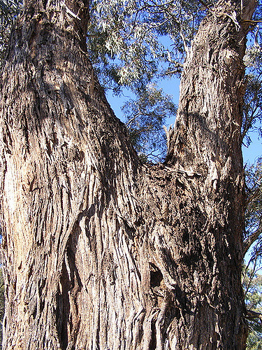 Eucalyptus à miel