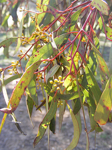 Eucalyptus à miel