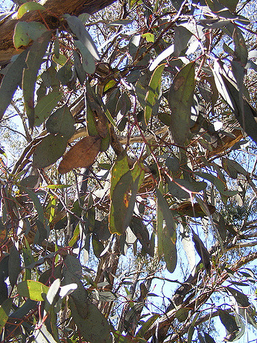 Eucalyptus à miel