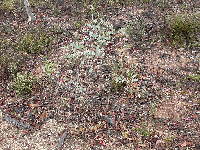Eucalyptus à miel (Eucalyptus melliodora)
