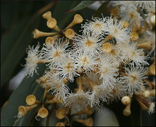 Eucalyptus microcorys (Eucalyptus microcorys)
